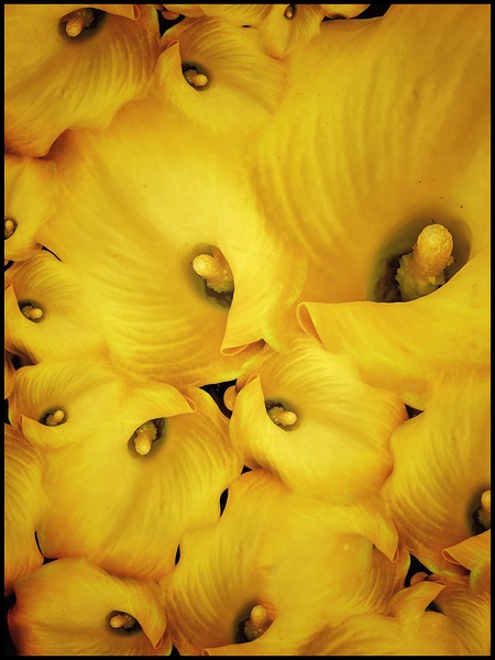 V1105 Print