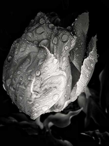 V1113 Print