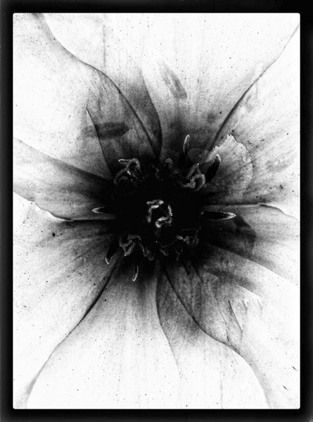 V1165 Print