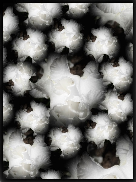 V1246 Print