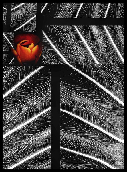 V1269 Print