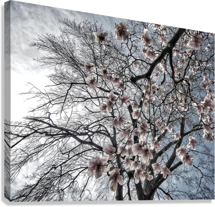 V1069 Canvas Print