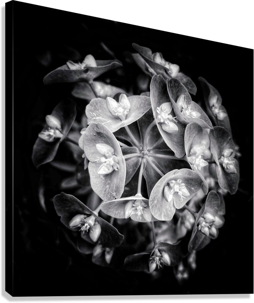 V1089 Canvas Print