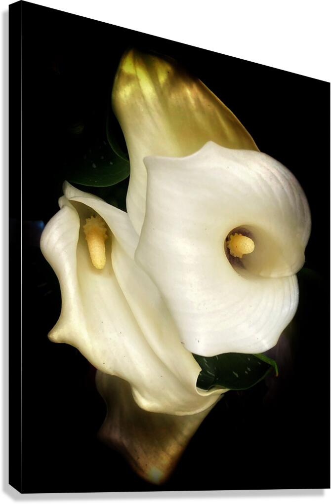 V1091 Canvas Print