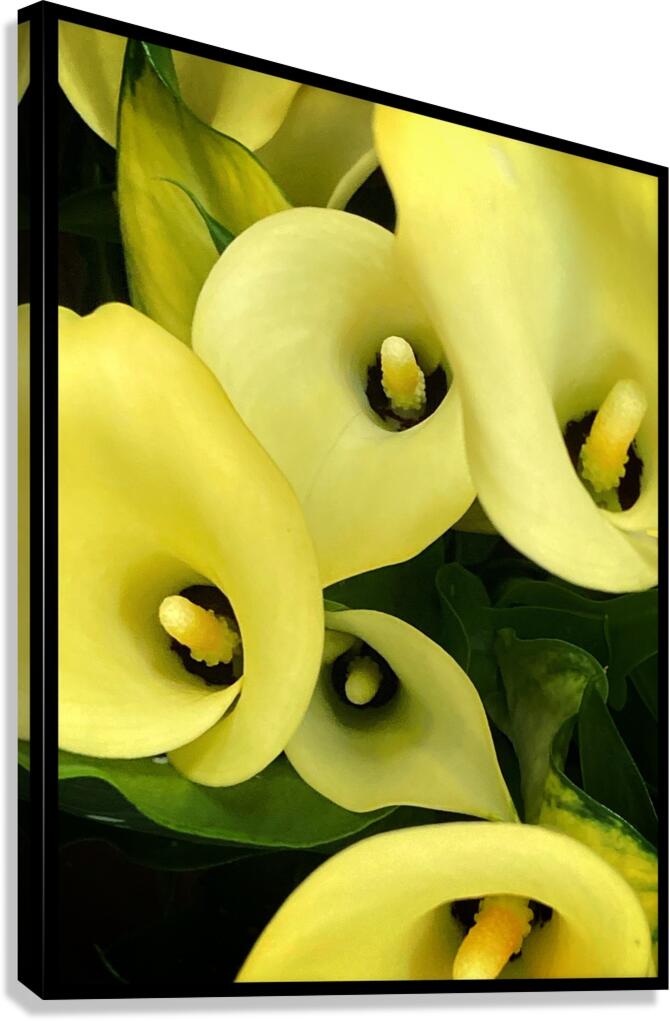 V1093 Canvas Print