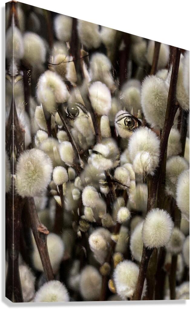 V1094 Canvas Print