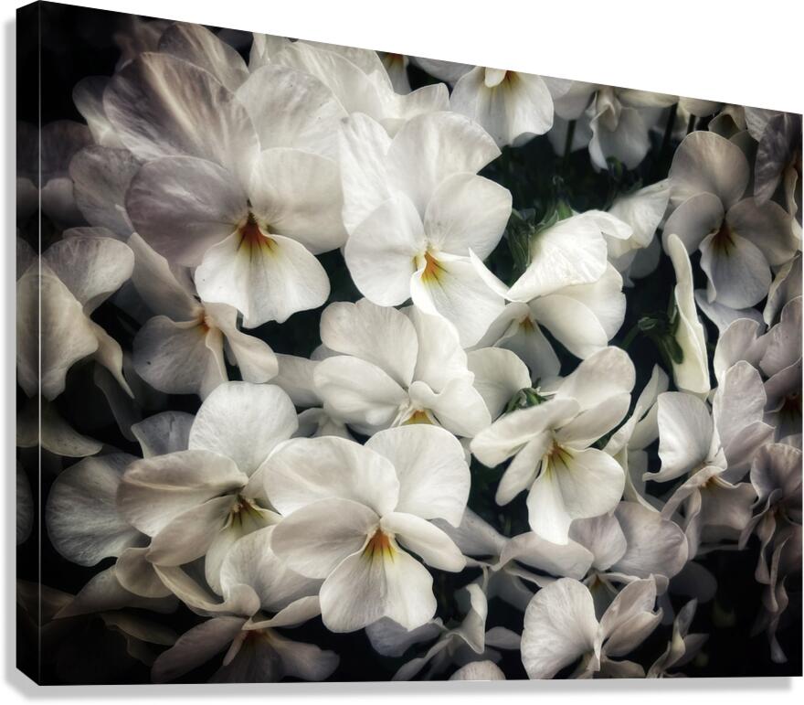 V1095 Canvas Print