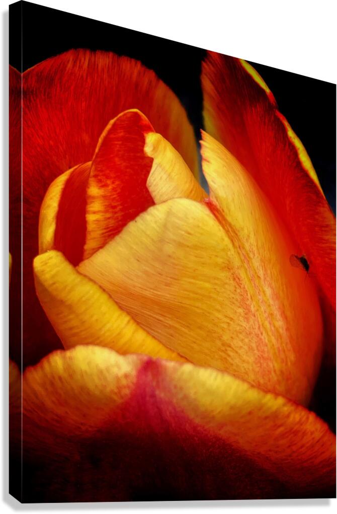 V1096 Canvas Print