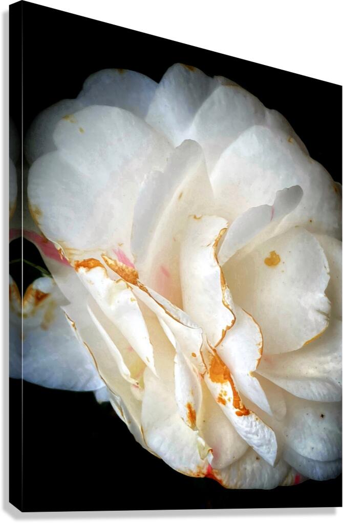 V1097 Canvas Print