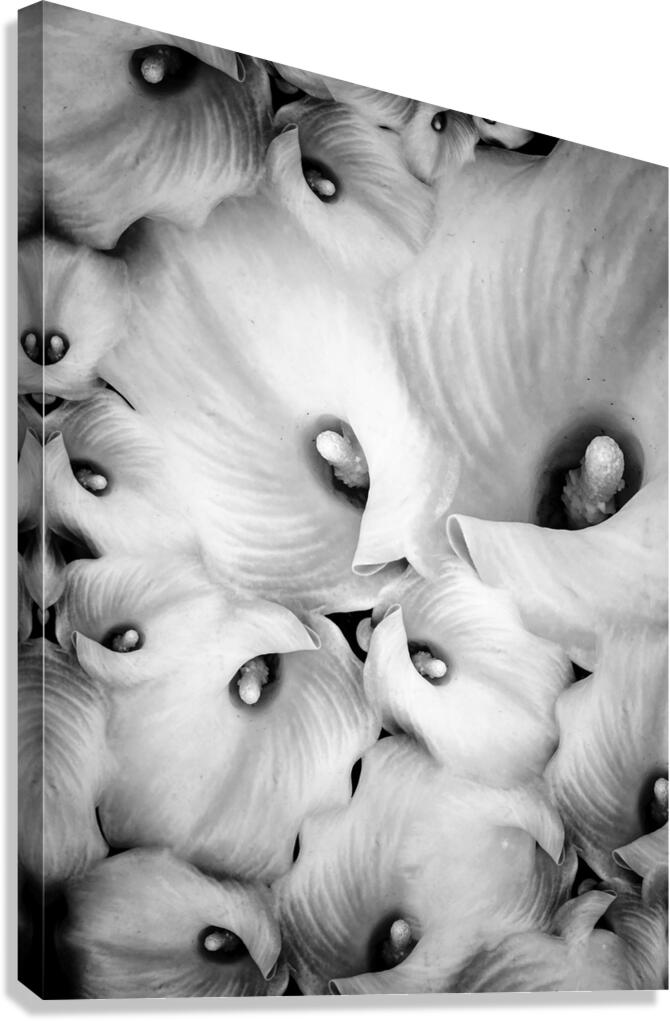 V1098 Canvas Print