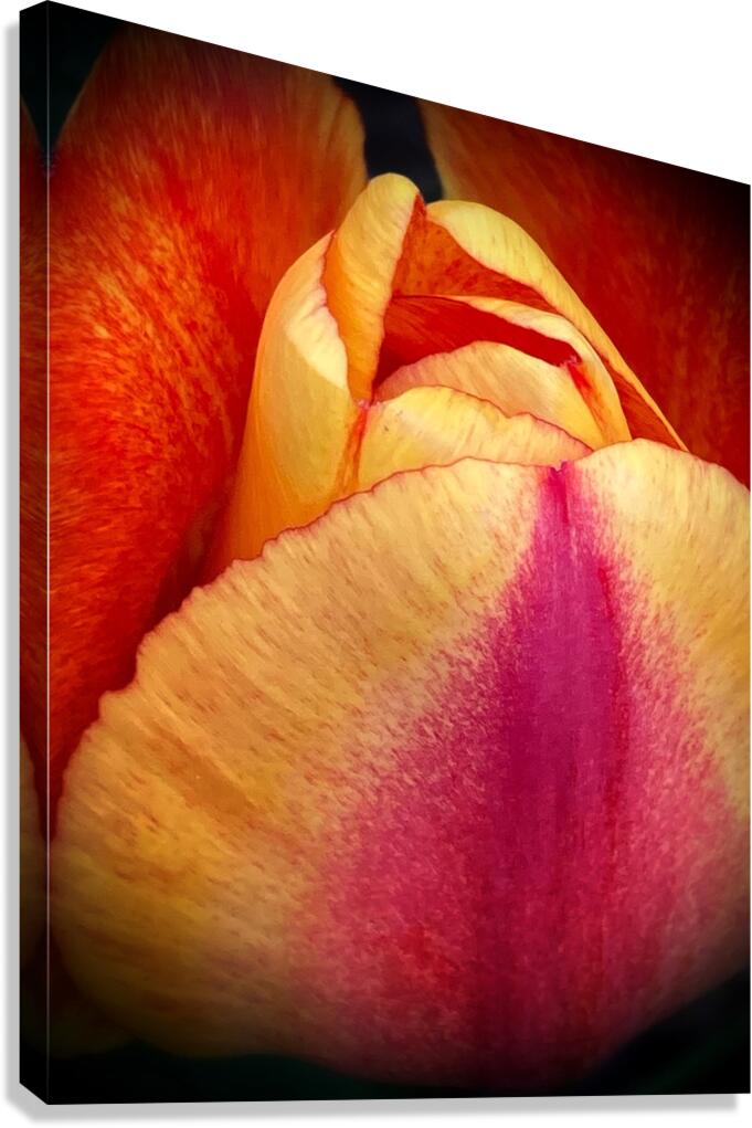 V1101 Canvas Print