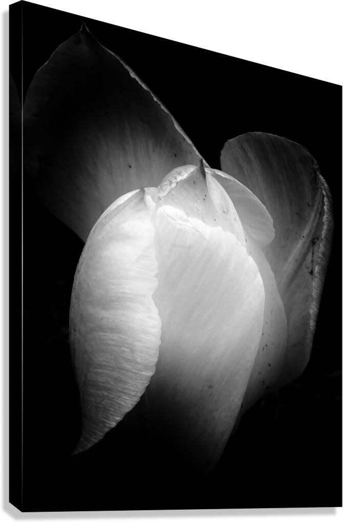V1102 Canvas Print