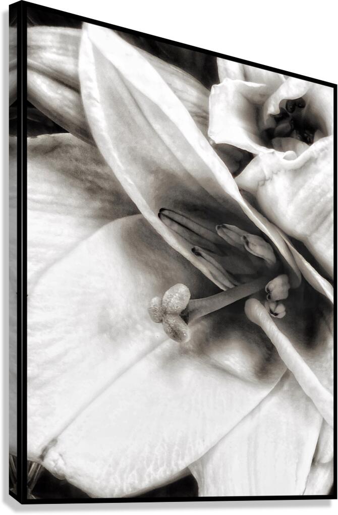 V1103 Canvas Print