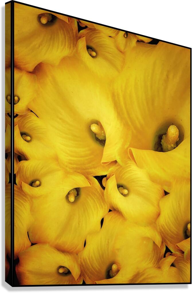 V1105 Canvas Print