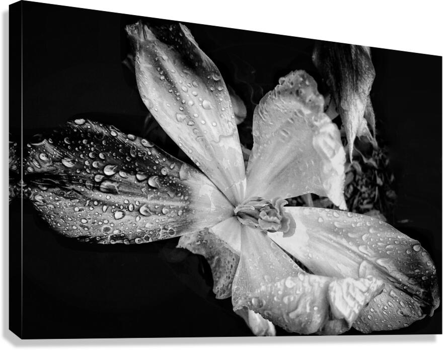 V1111 Canvas Print