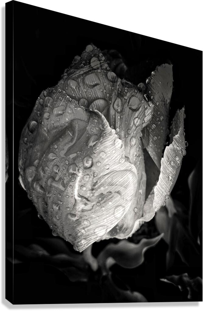 V1113 Canvas Print