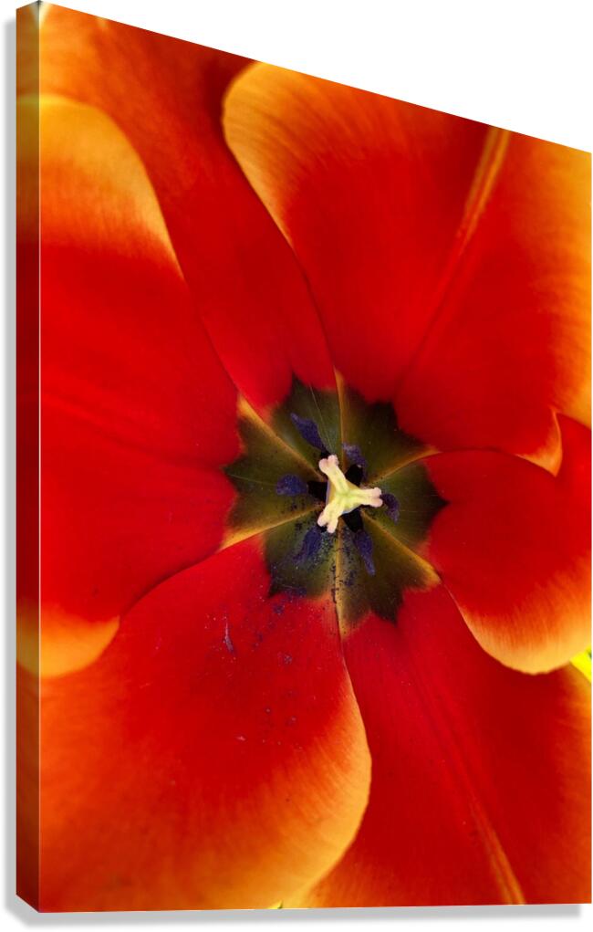 V1117 Canvas Print
