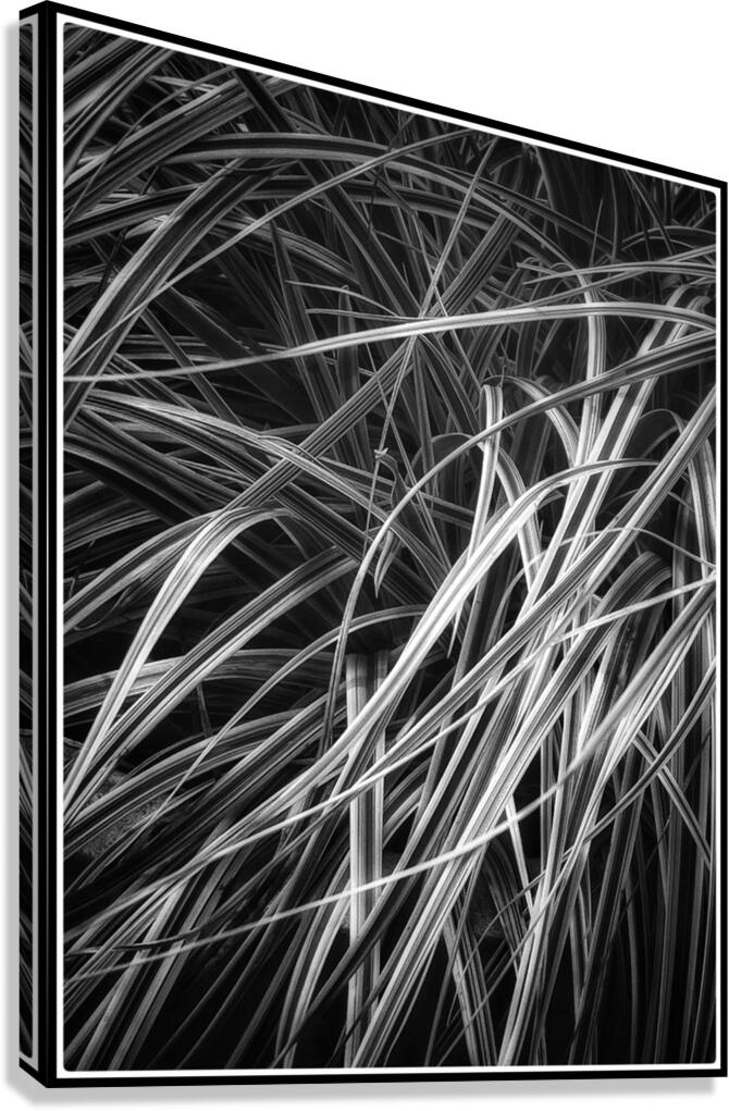 V1121 Canvas Print