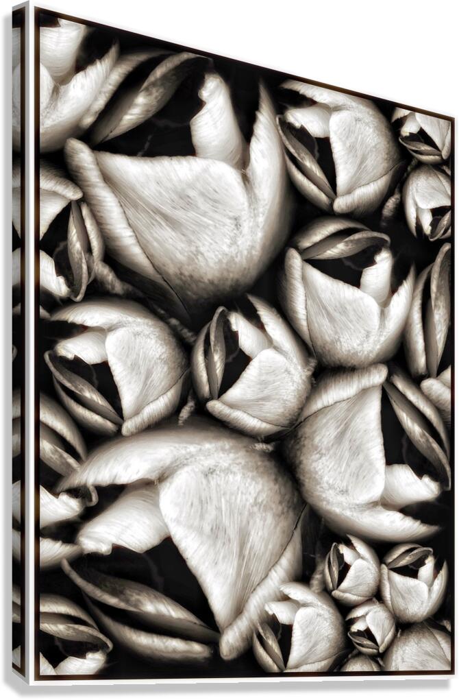 V1123 Canvas Print
