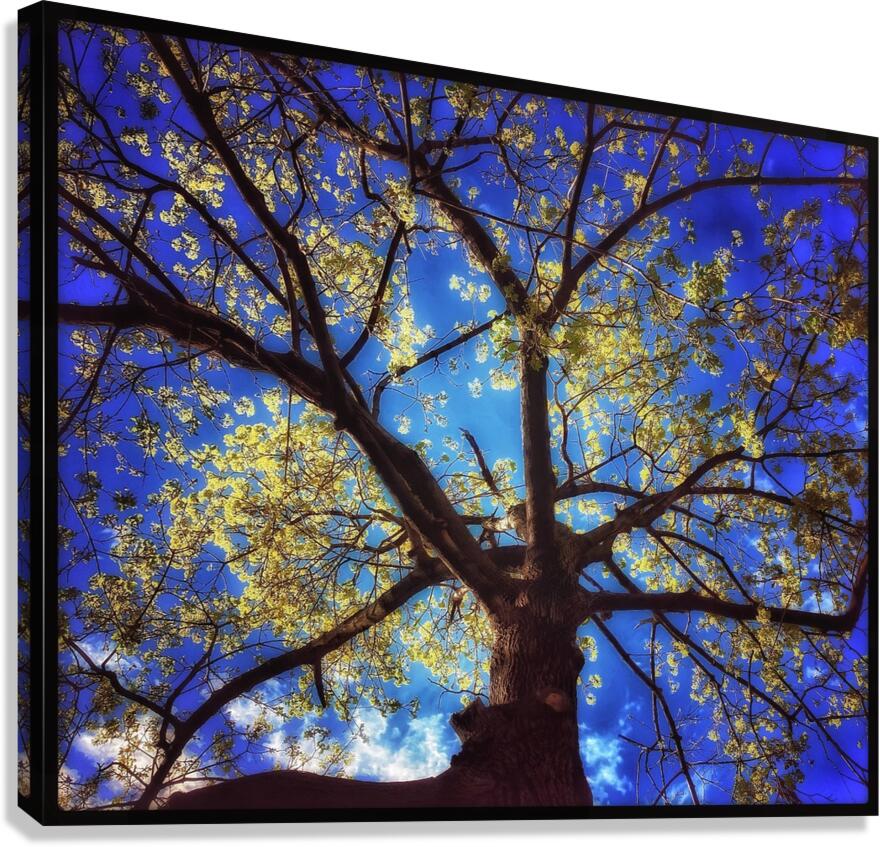 V1124 Canvas Print