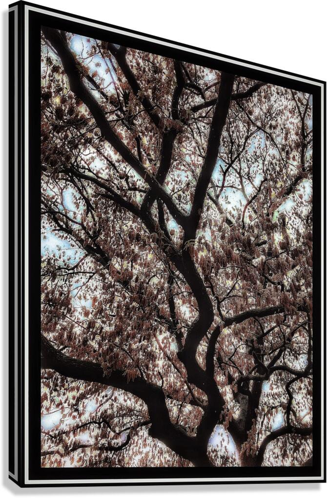 V1125 Canvas Print
