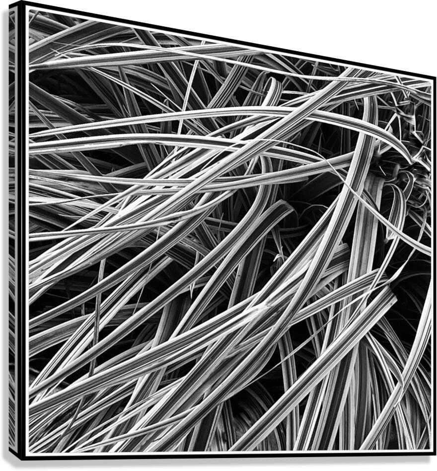V1126 Canvas Print