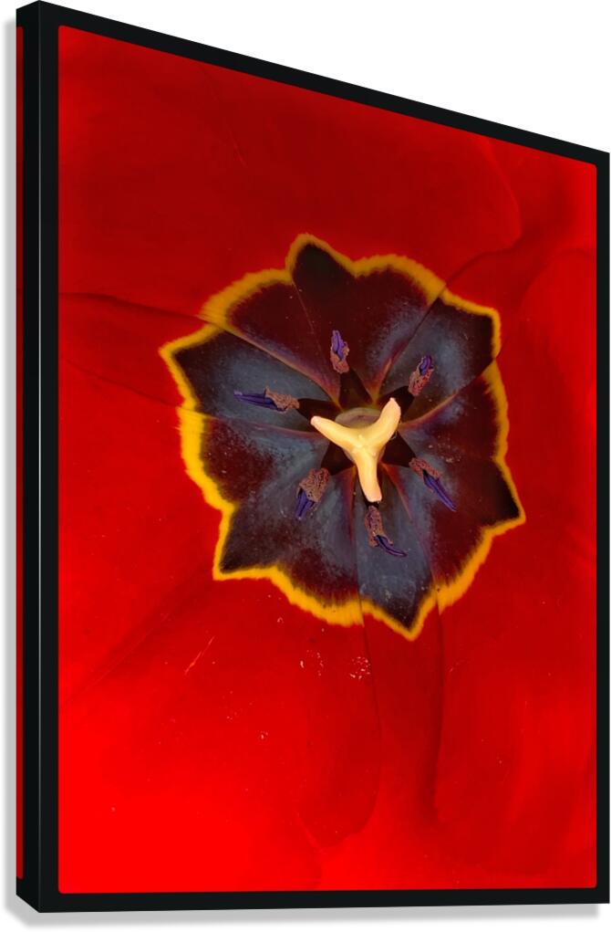 V1127 Canvas Print