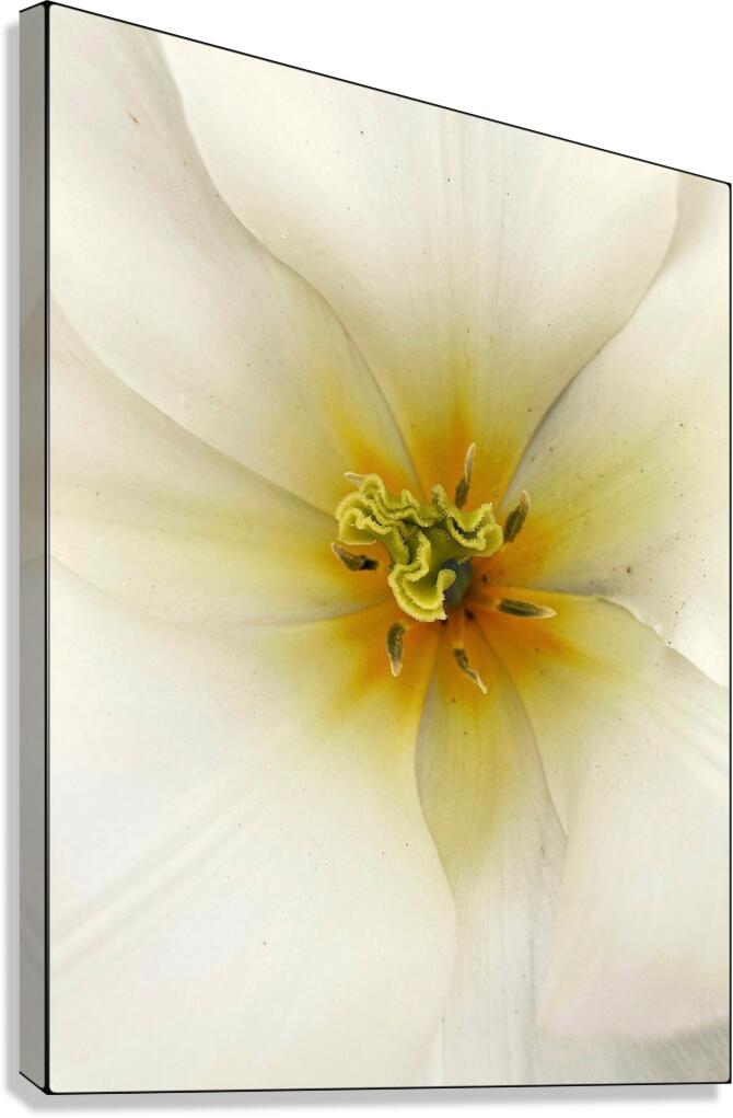 V1130 Canvas Print