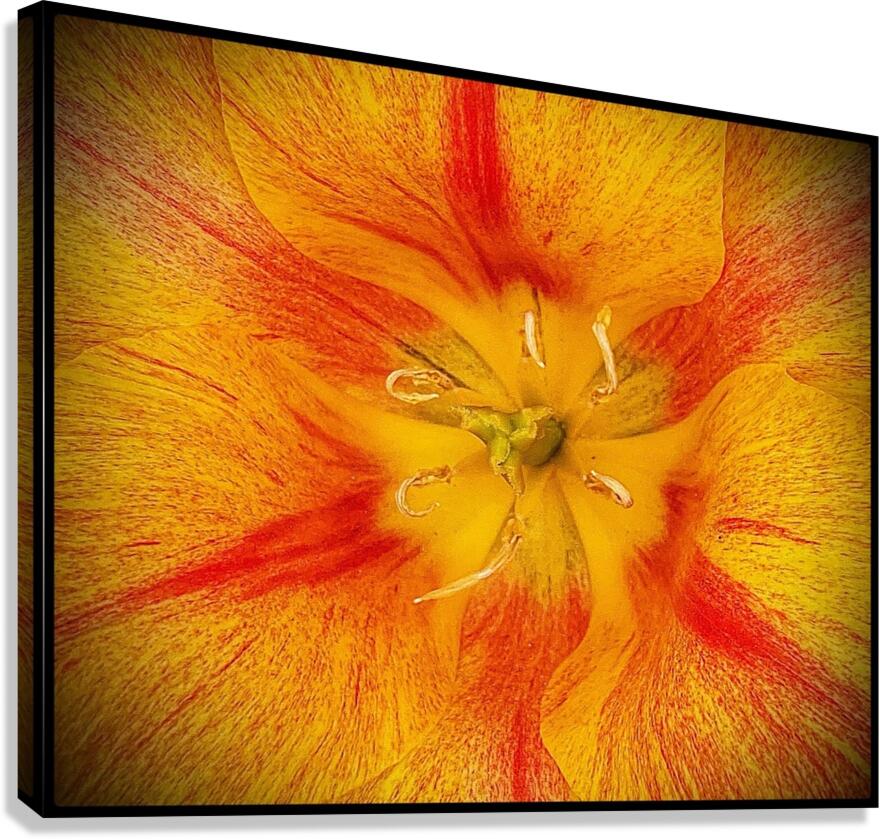 V1131 Canvas Print