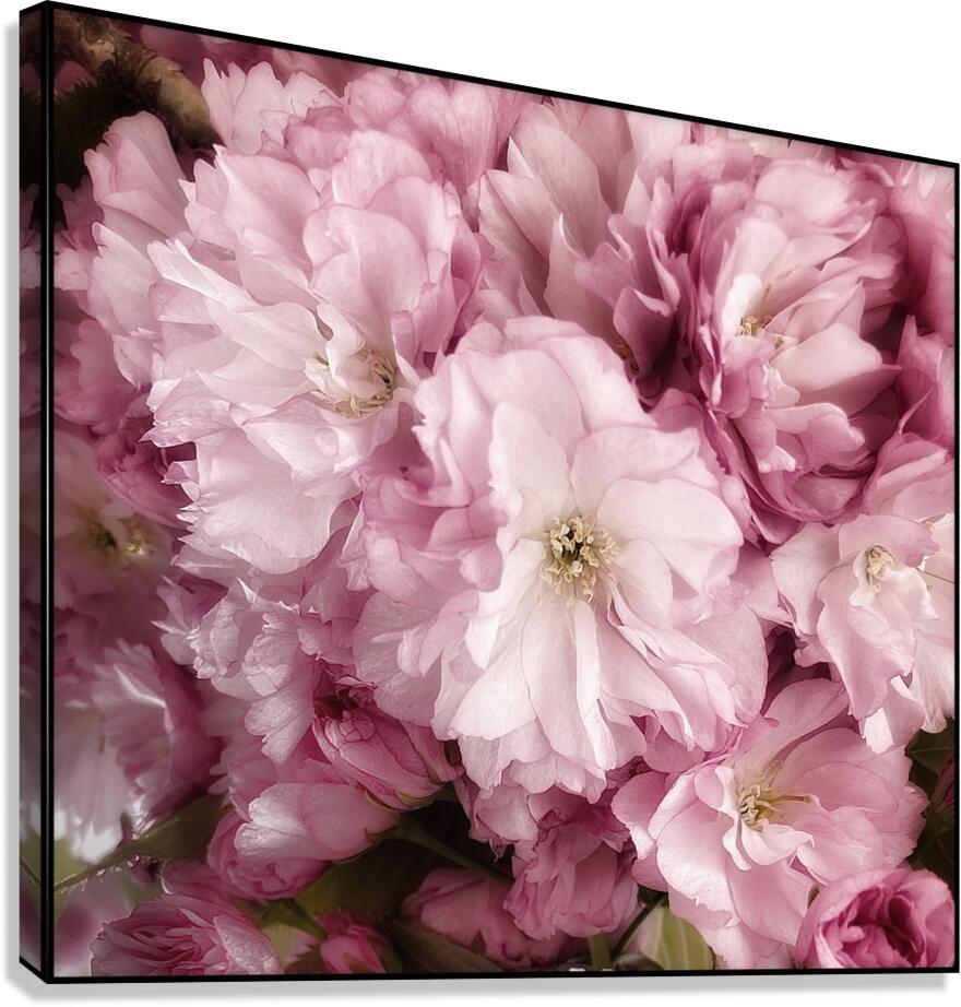V1132 Canvas Print