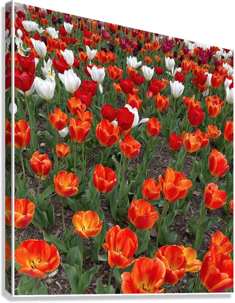 V1133 Canvas Print