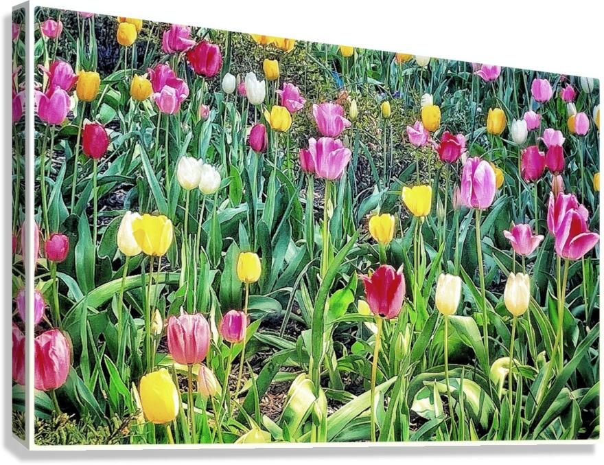V1135 Canvas Print