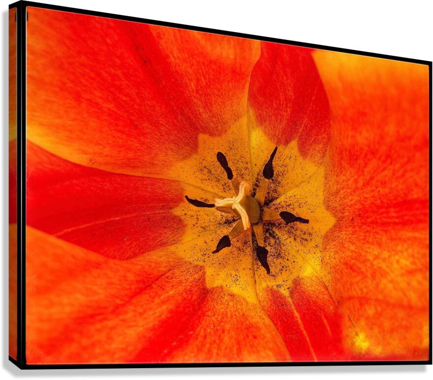 V1136 Canvas Print
