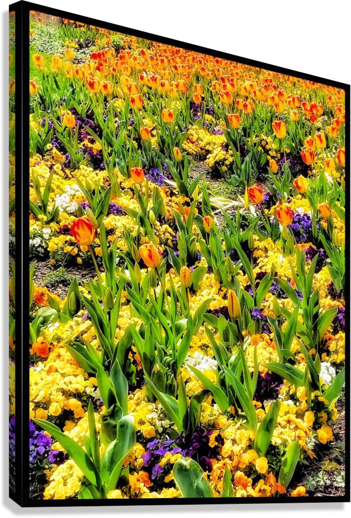 V1137 Canvas Print