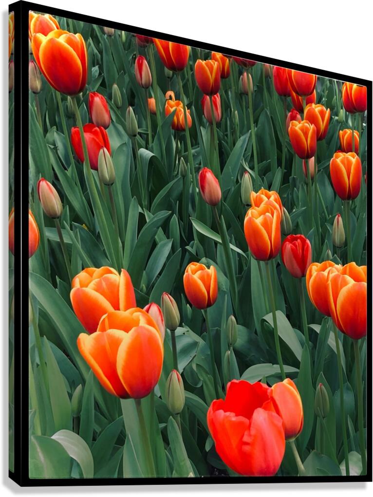 V1138 Canvas Print