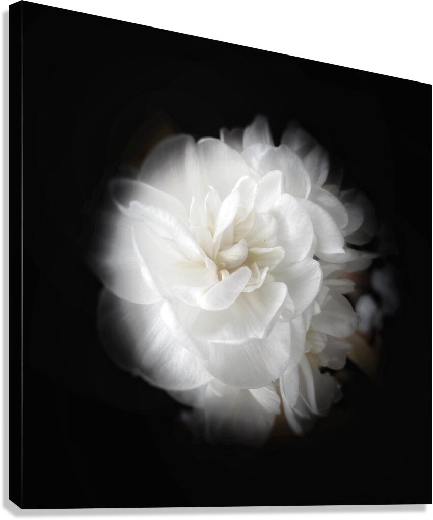 V1139 Canvas Print