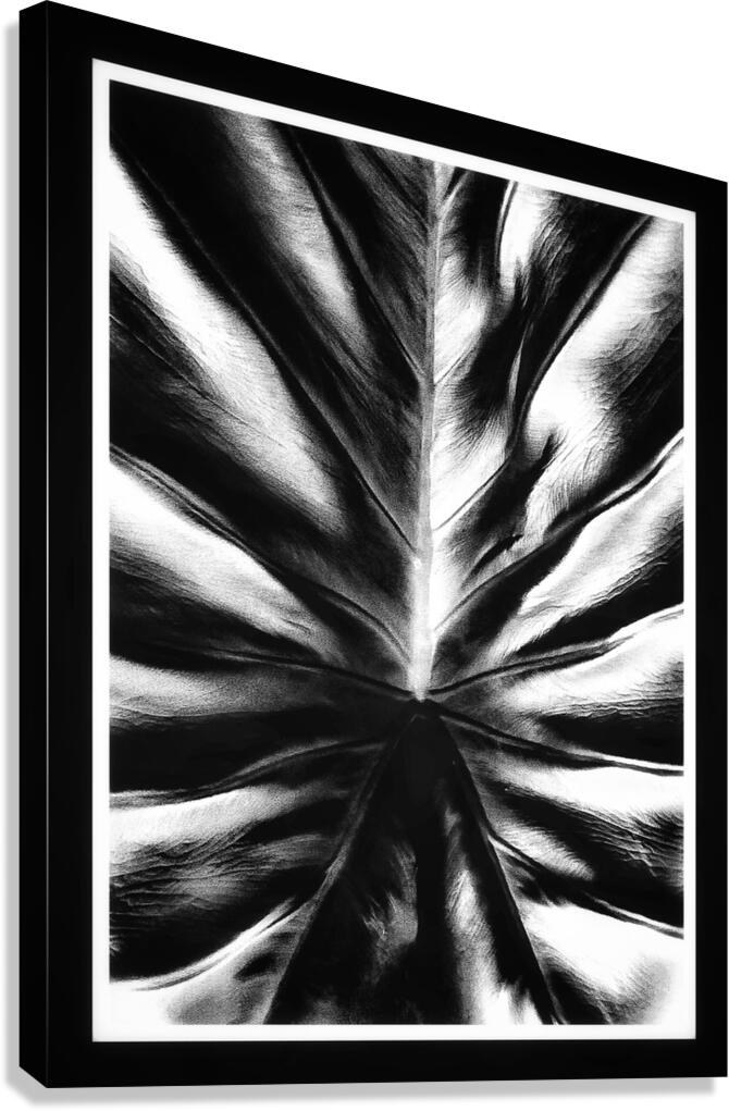 V1143 Canvas Print