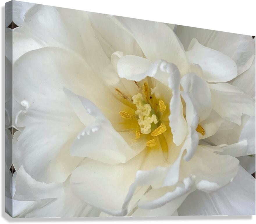 V1145 Canvas Print