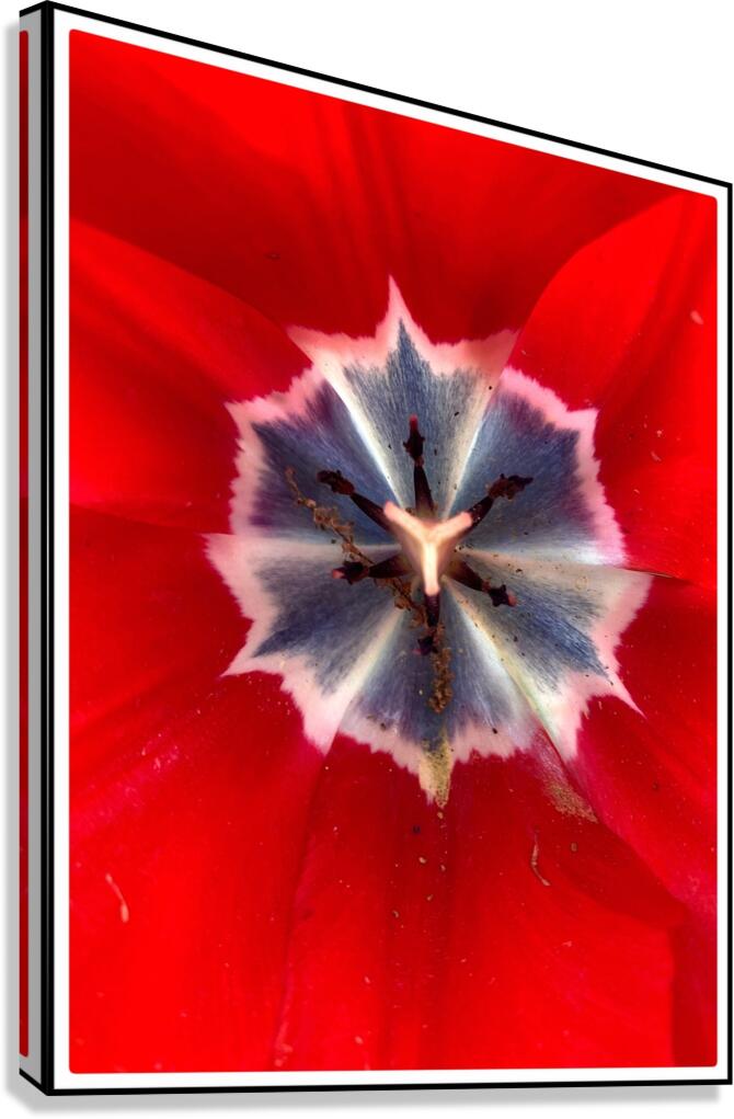V1147 Canvas Print