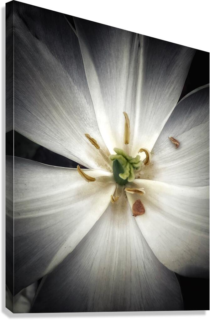 V1148 Canvas Print