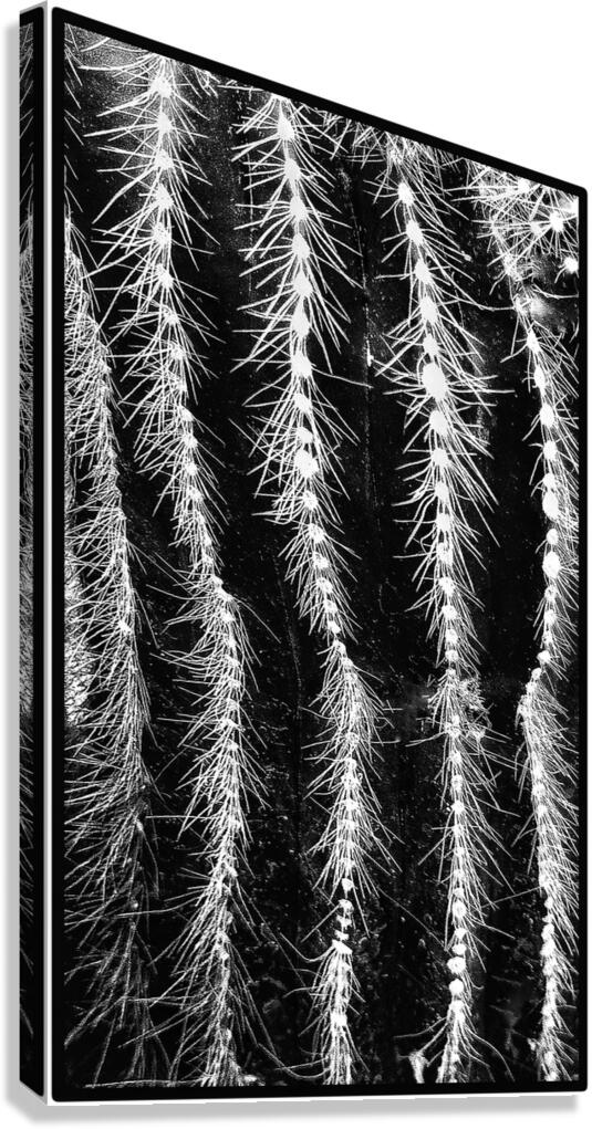 V1149 Canvas Print