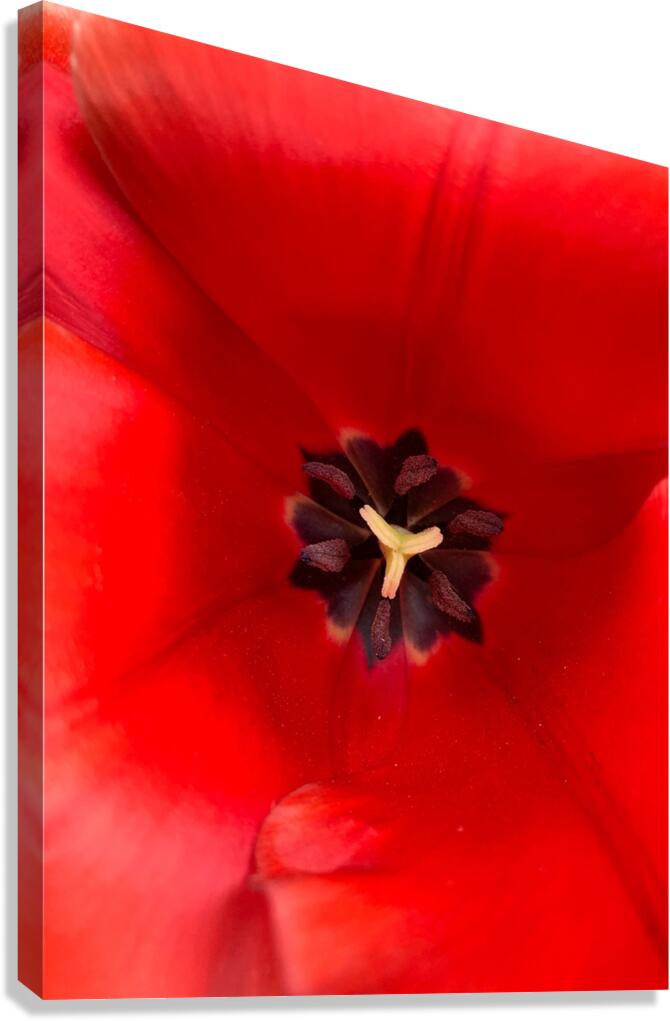 V1150 Canvas Print