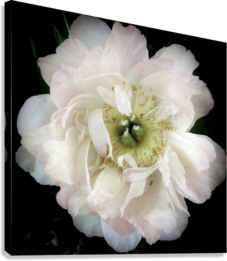 V1160 Canvas Print