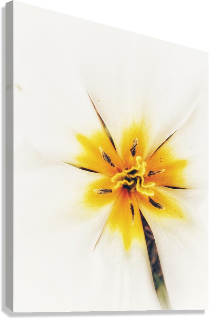 V1161 Canvas Print