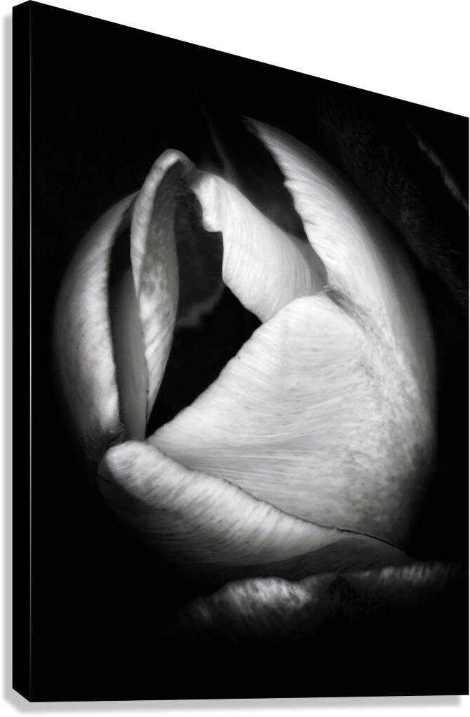 V1162 Canvas Print