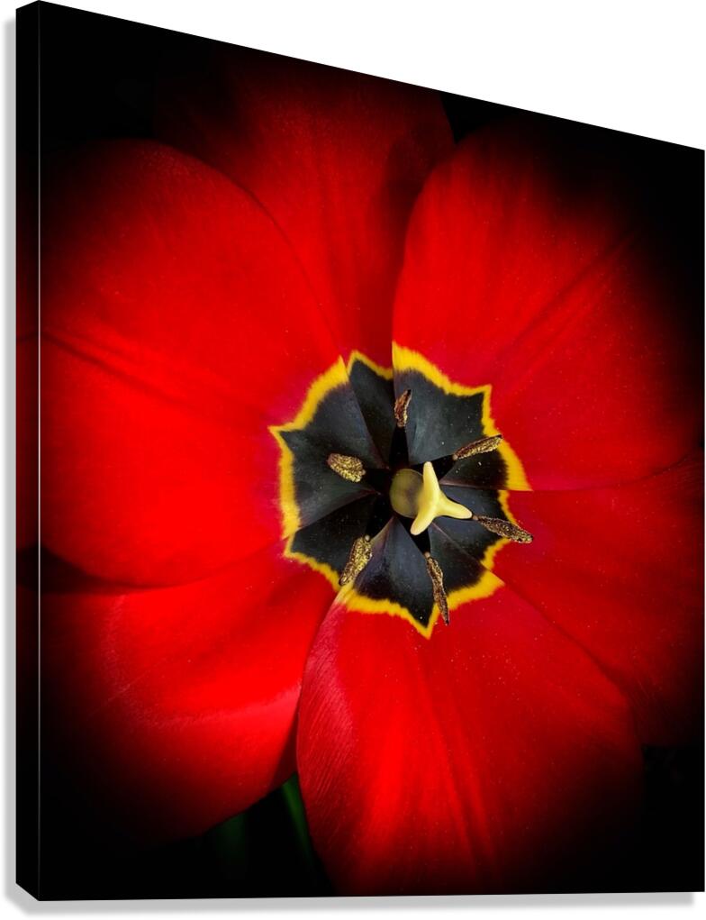 V1163 Canvas Print