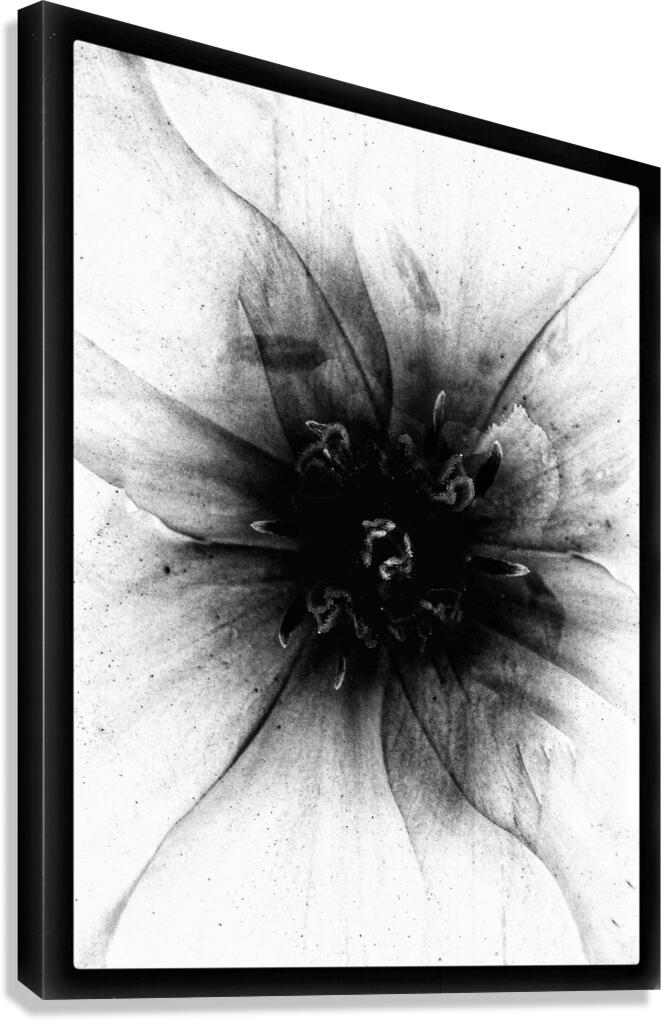 V1165 Canvas Print