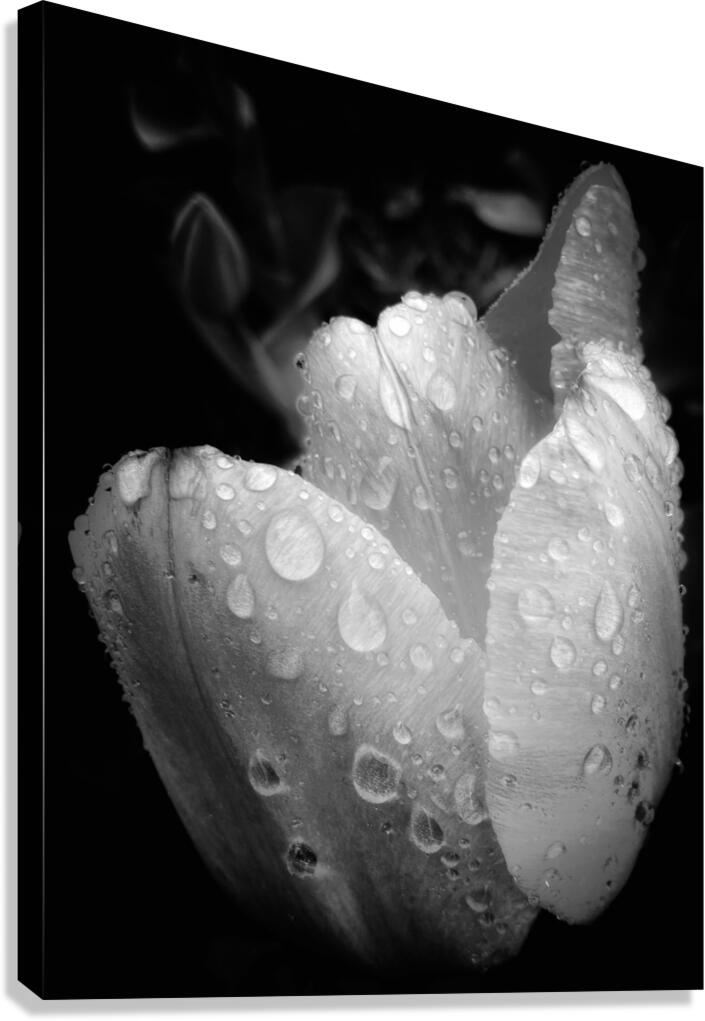 V1167 Canvas Print
