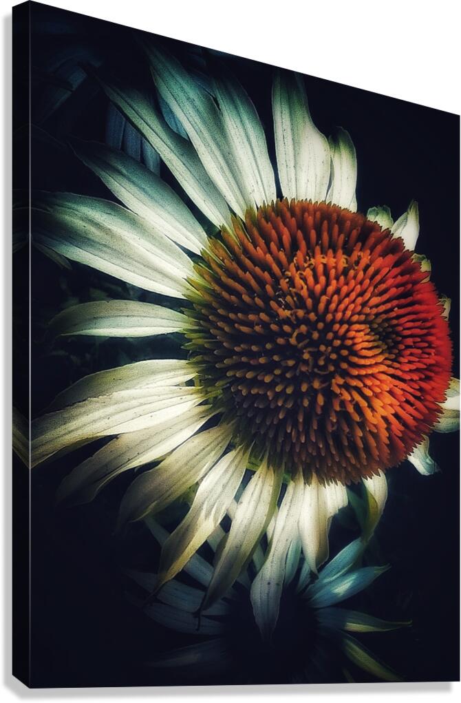 V1168 Canvas Print