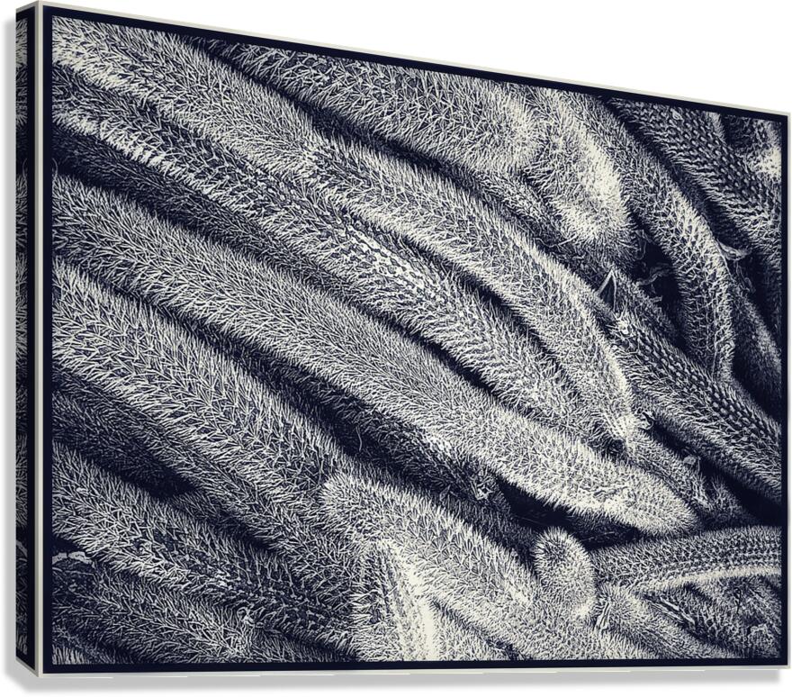 V1169 Canvas Print